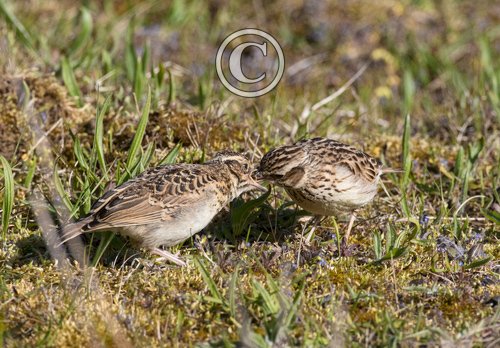 Wood Lark and Young DM1832